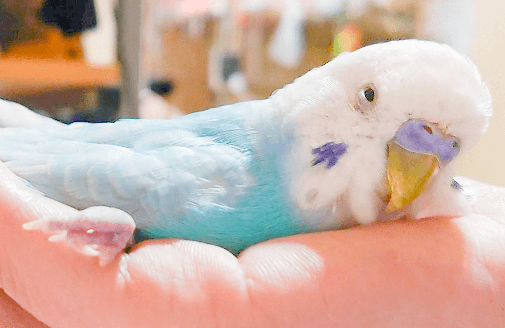 インコ・文鳥・小鳥が亡くなった時、最初に確認すべきこと