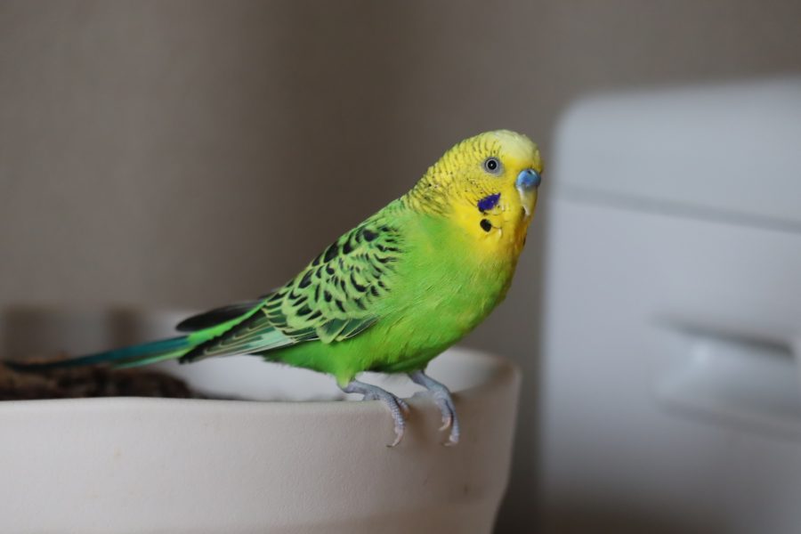 インコ・文鳥・小鳥の遺体をきれいに保つために—丁寧な取り扱い