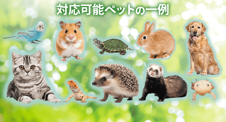犬・猫・ハムスター・うさぎ・ハリネズミ・モルモット・フェレット・チンチラ・熱帯魚・鳥・インコ・亀・爬虫類など