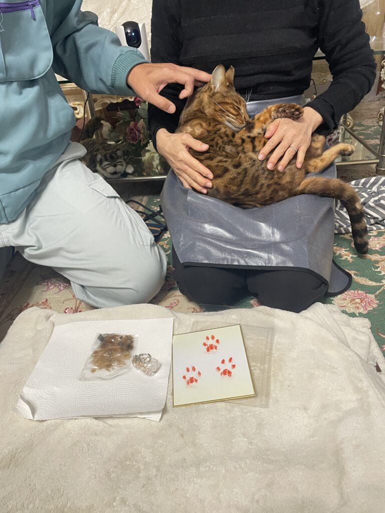 筑後市で家族に抱かれるトラちゃんのお見送り