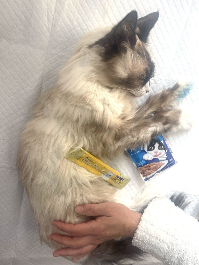 出棺前に好きだった食べ物とともにお別れするポンちゃんとご家族様｜福岡県春日市春日原 ペット火葬