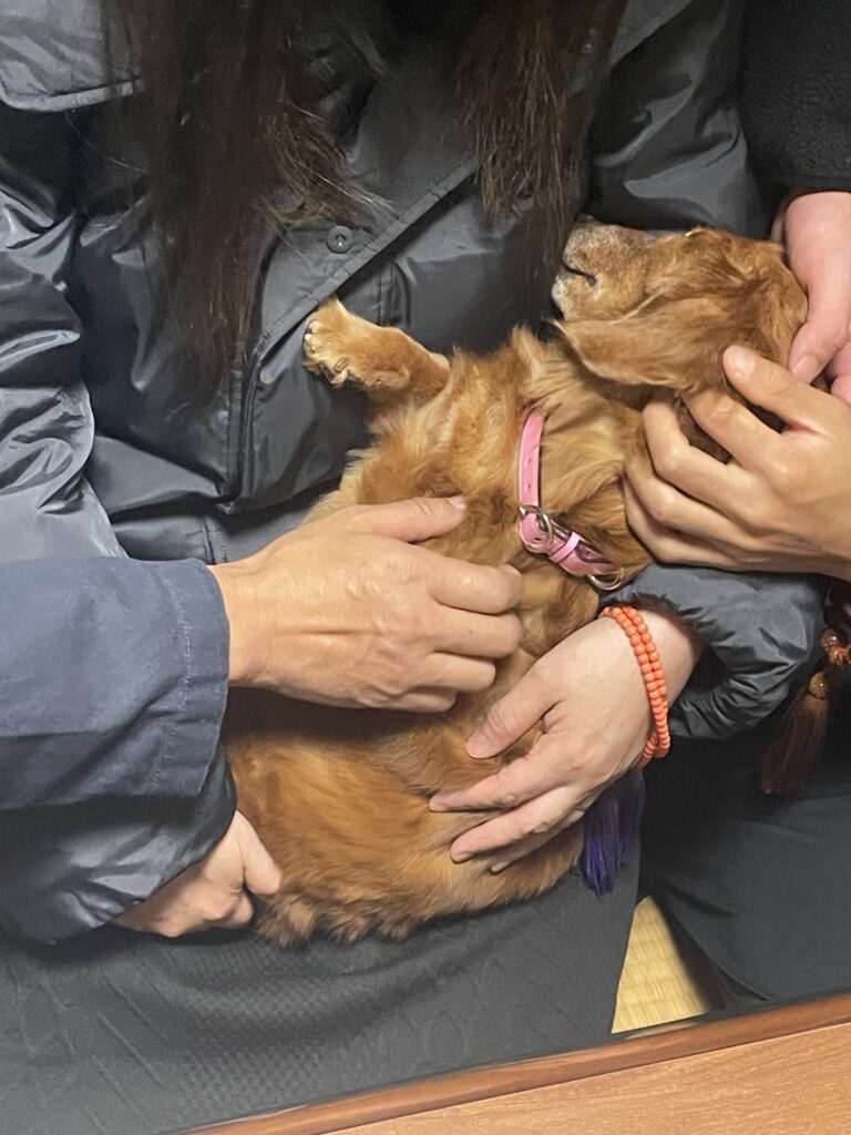 久留米市藤光で家族に抱かれるチコちゃんのお見送り