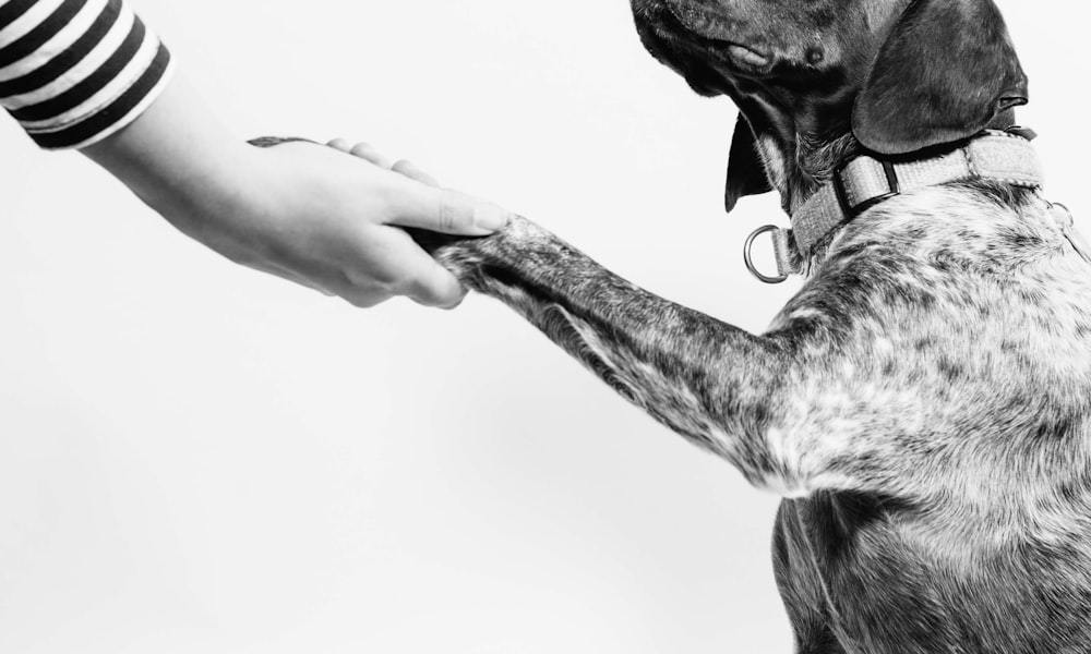 ペットとの触れ合い