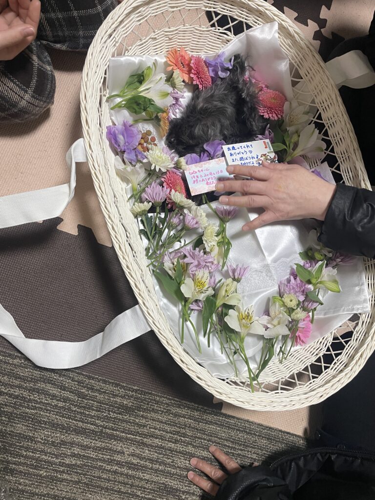 お花とメッセージに囲まれたtotoしゃん