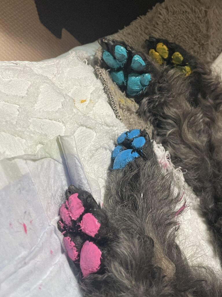 カラフルな肉球に色をつけるtotoしゃん
