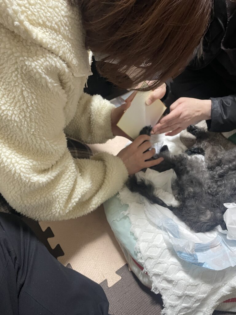 みやま市瀬高町で肉球スタンプを作るtotoしゃんのお見送り