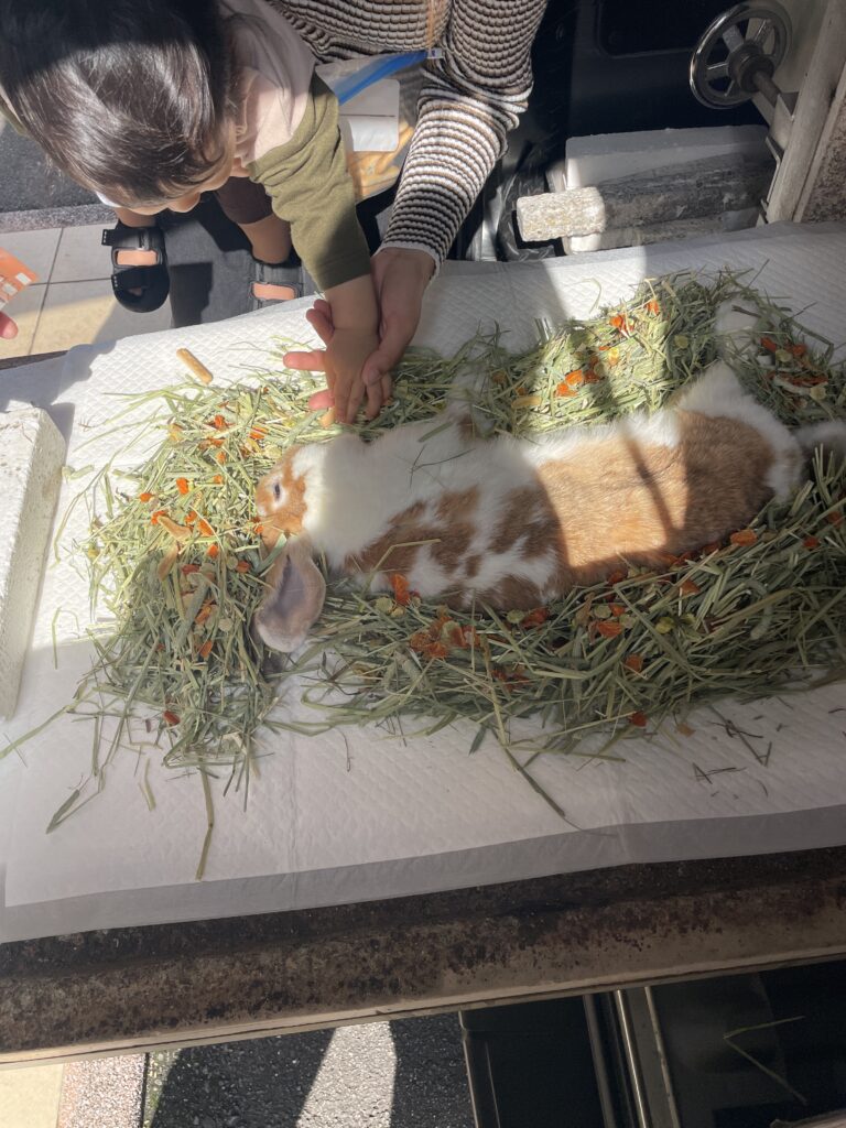 八女郡広川町 ペット火葬 お見送り 家族が触れるシーン