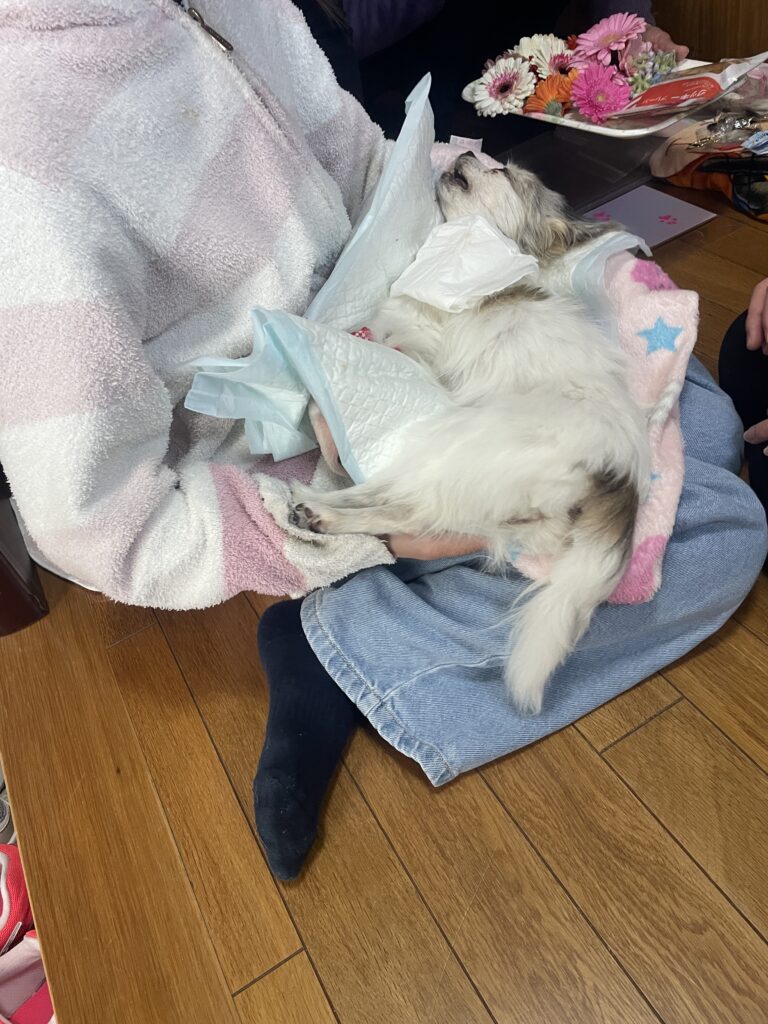 佐賀県鳥栖市 ペット火葬 抱きしめる お見送り