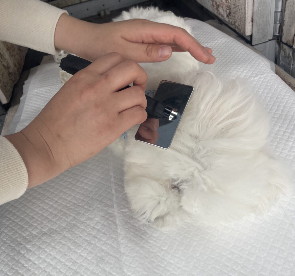 吉野ヶ里町でペットちゃんに最後のブラッシングをする様子